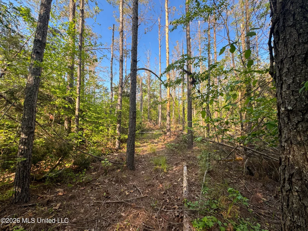 Dees Rd. Road Enid, MS 38927