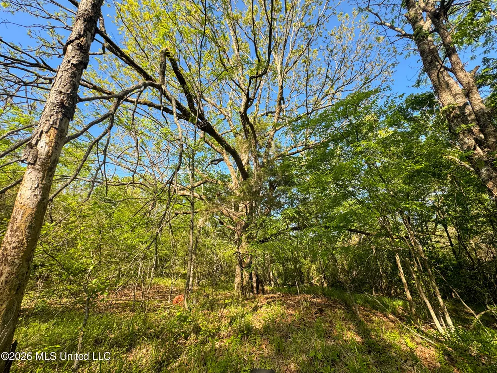Dees Rd. Road Enid, MS 38927