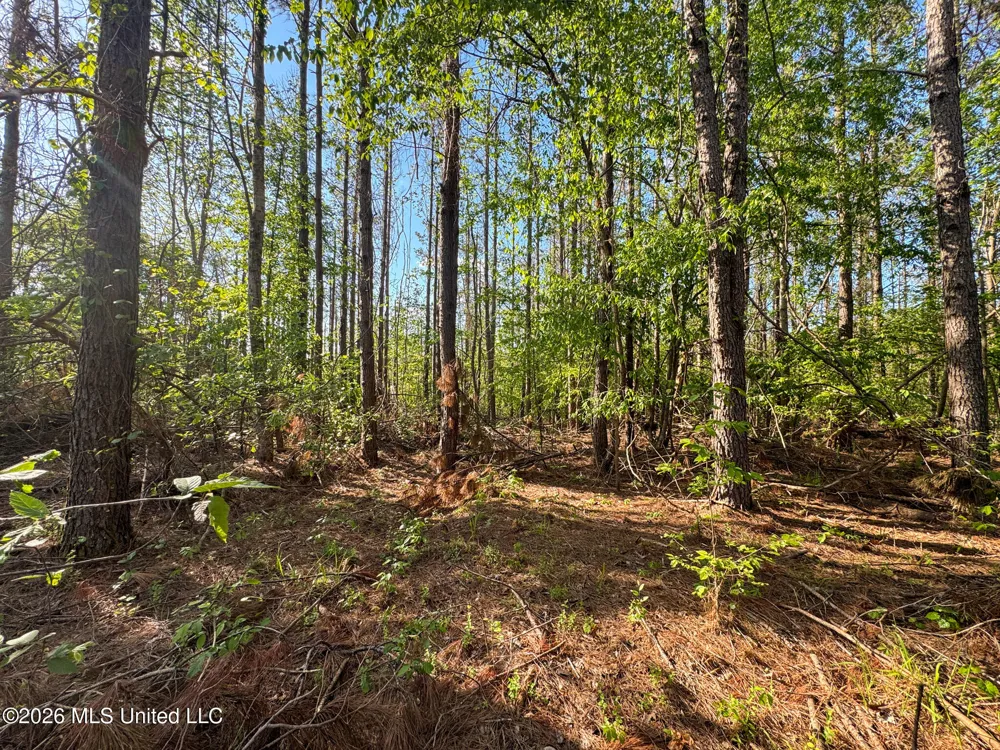 Dees Rd. Road Enid, MS 38927