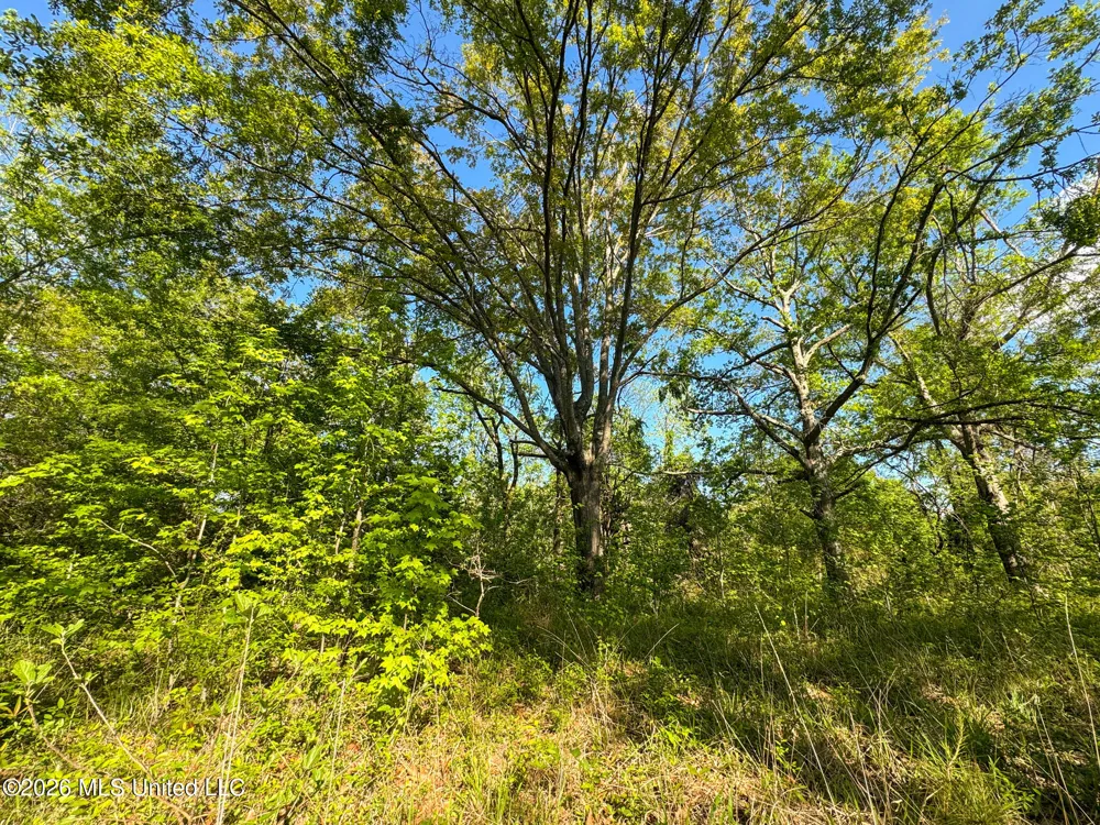 Dees Rd. Road Enid, MS 38927