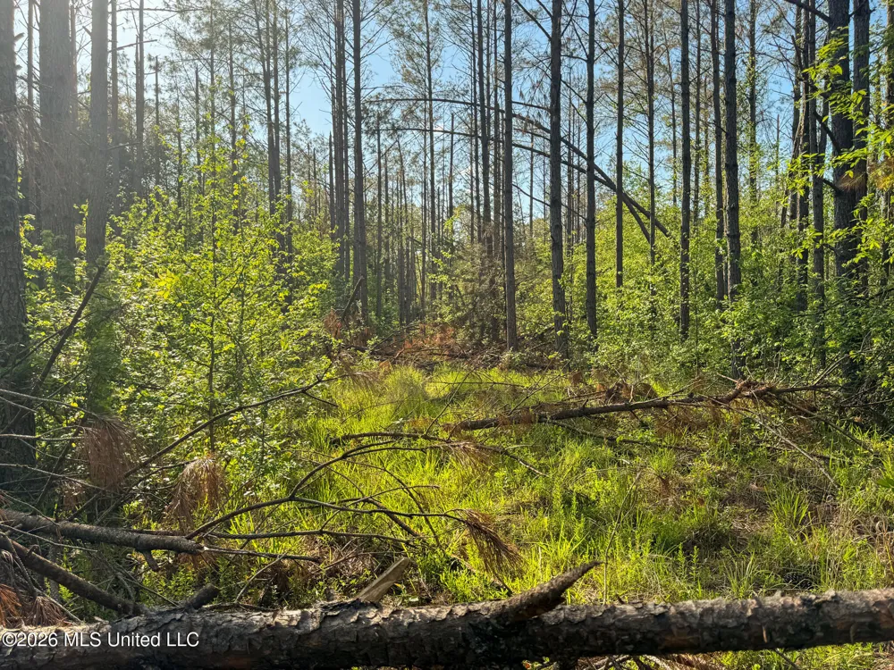 Dees Rd. Road Enid, MS 38927