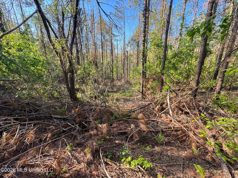 Dees Rd. Road Enid, MS 38927