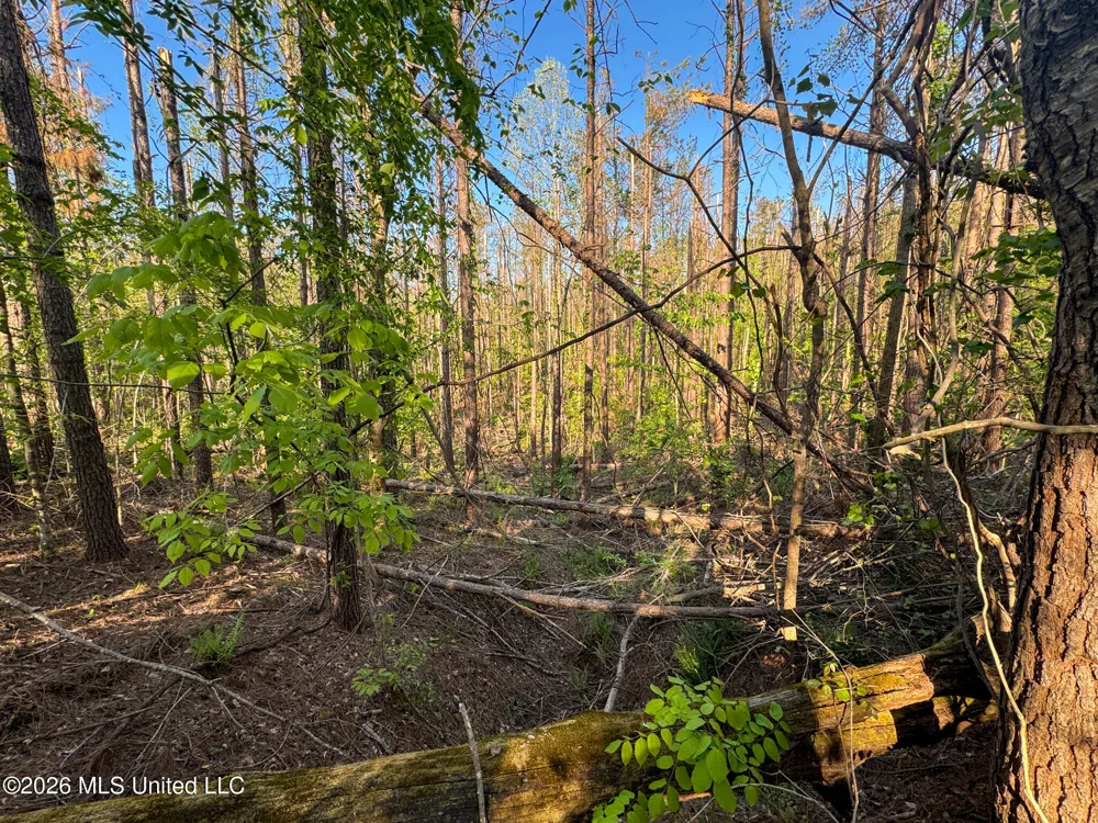 Dees Rd. Road Enid, MS 38927