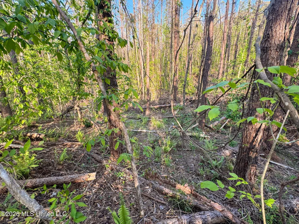Dees Rd. Road Enid, MS 38927