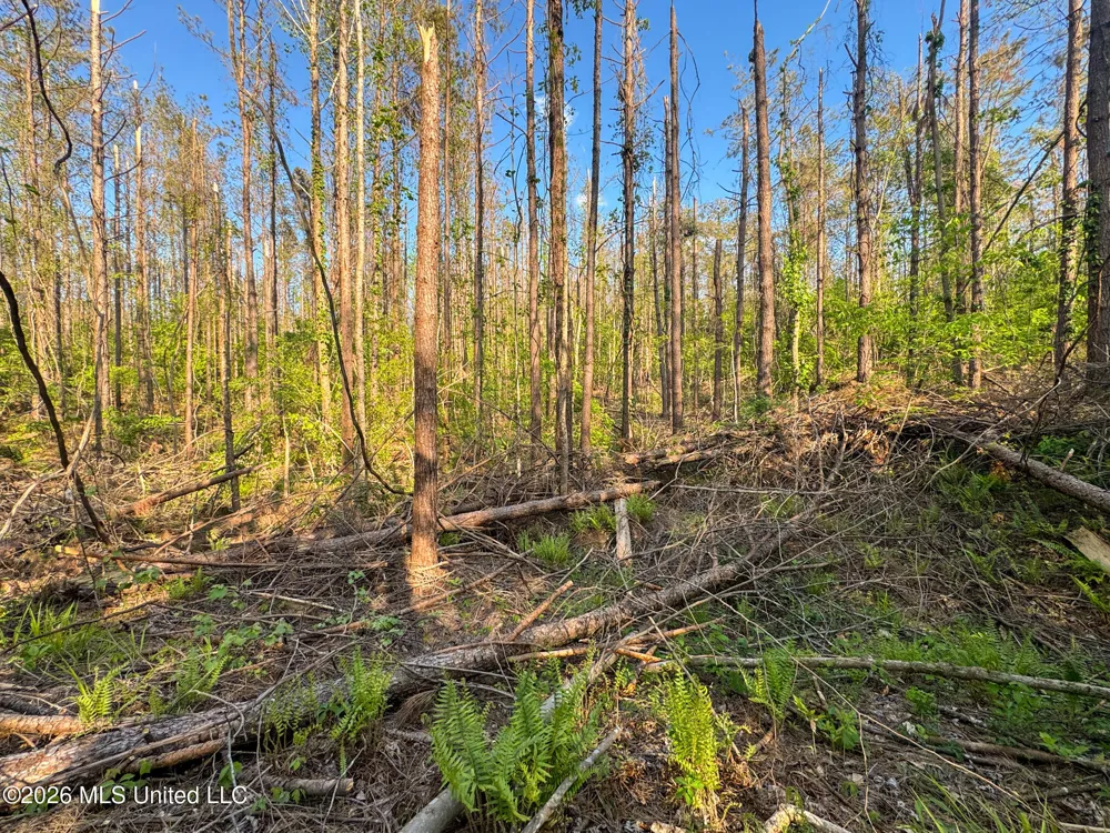 Dees Rd. Road Enid, MS 38927