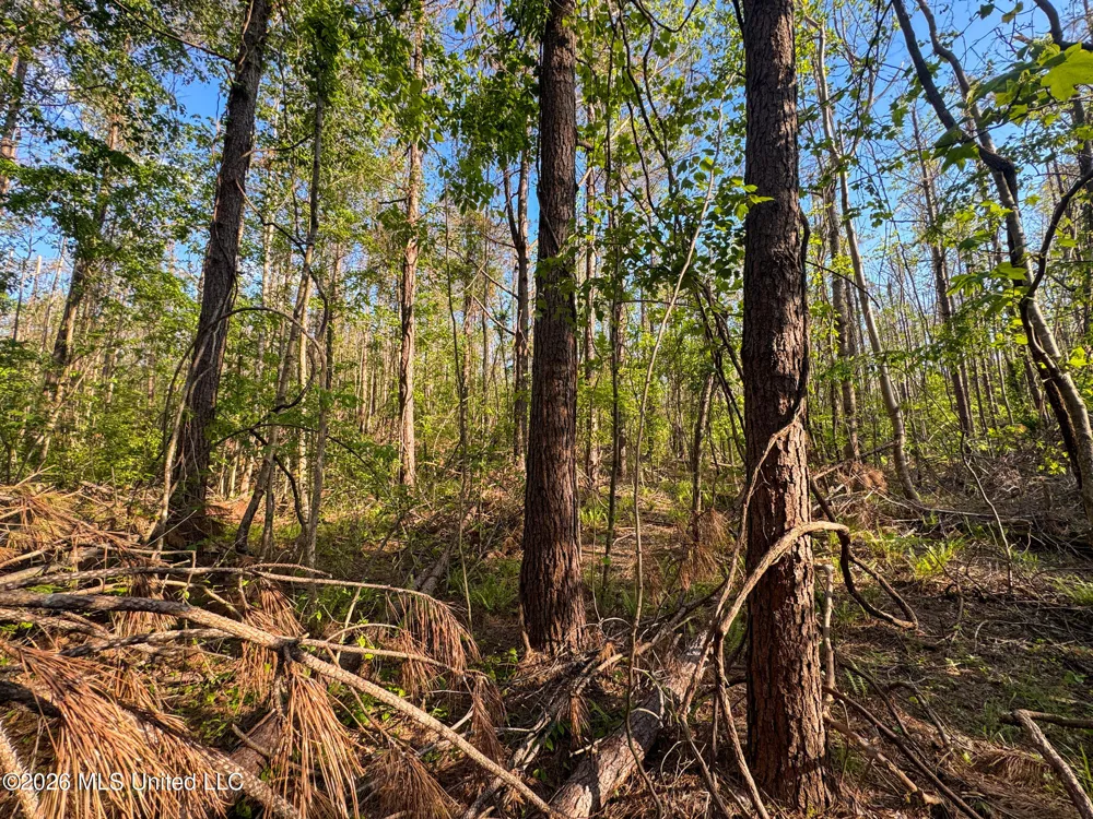 Dees Rd. Road Enid, MS 38927