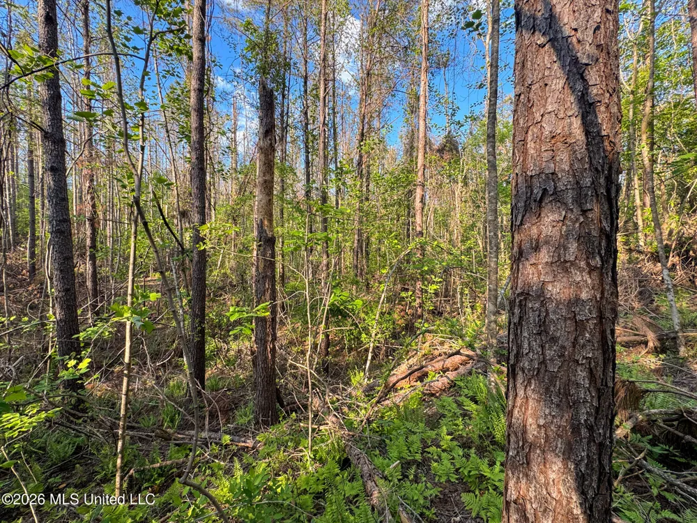 Dees Rd. Road Enid, MS 38927