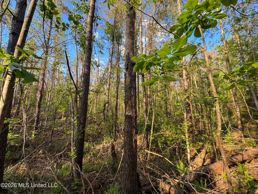 Dees Rd. Road Enid, MS 38927