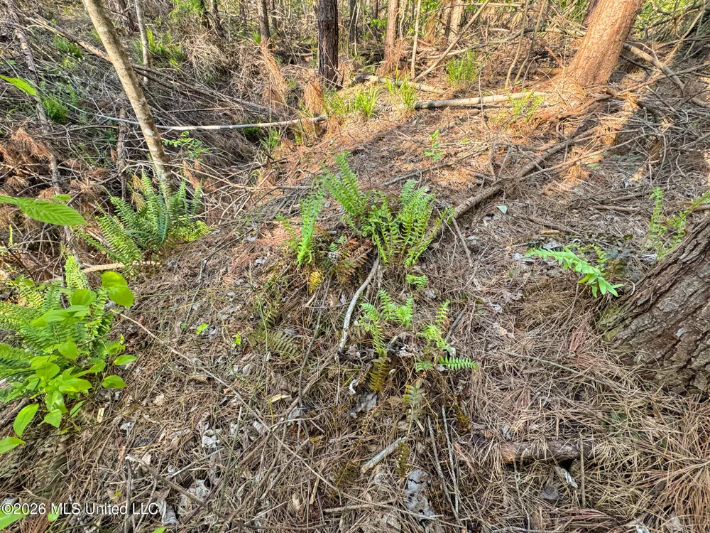 Dees Rd. Road Enid, MS 38927