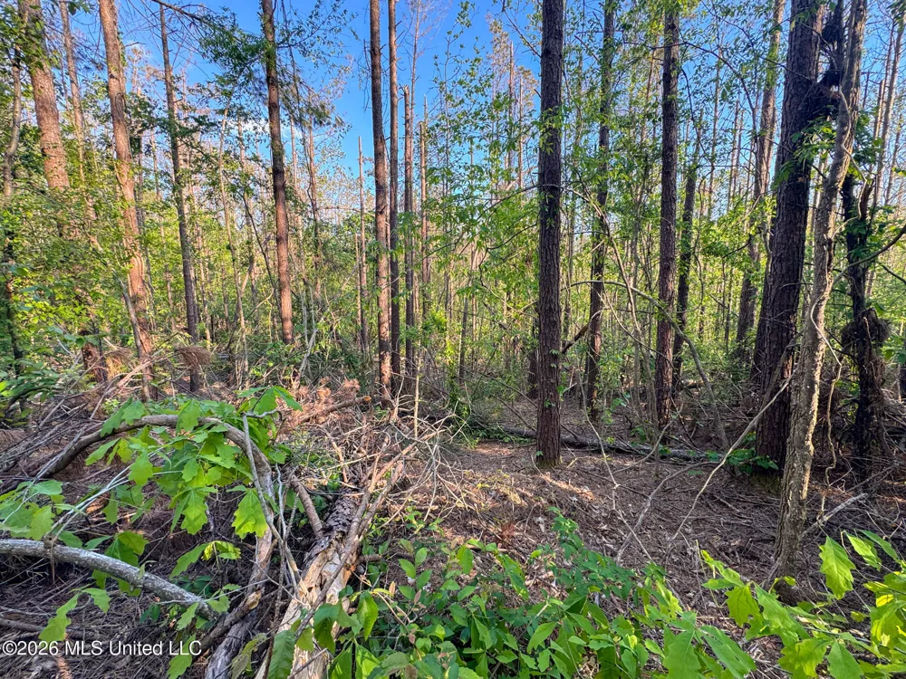 Dees Rd. Road Enid, MS 38927