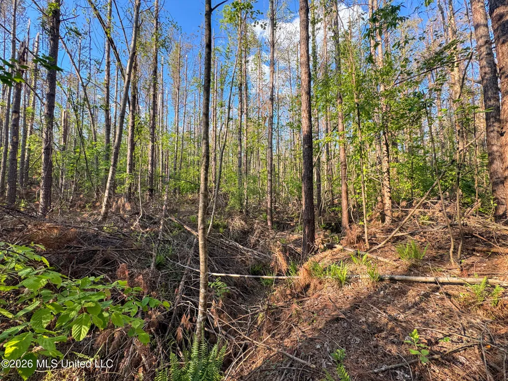Dees Rd. Road Enid, MS 38927