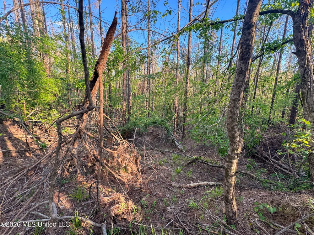 Dees Rd. Road Enid, MS 38927