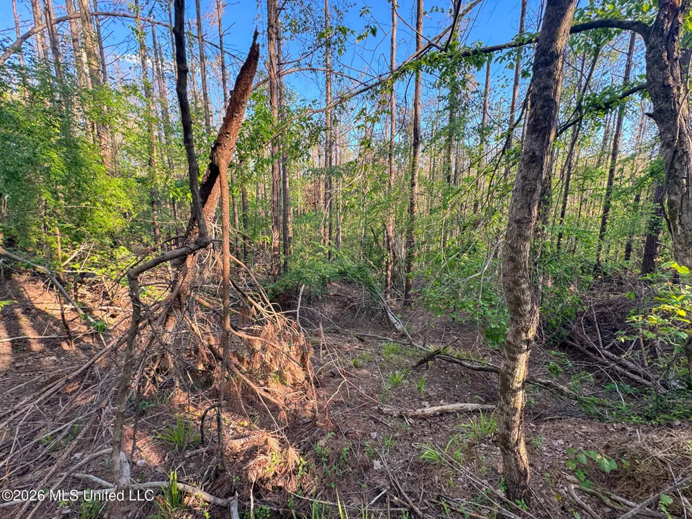 Dees Rd. Road Enid, MS 38927