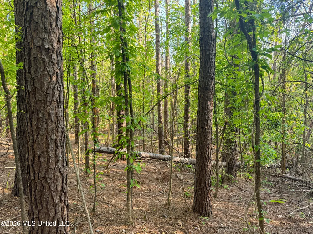 Dees Rd. Road Enid, MS 38927