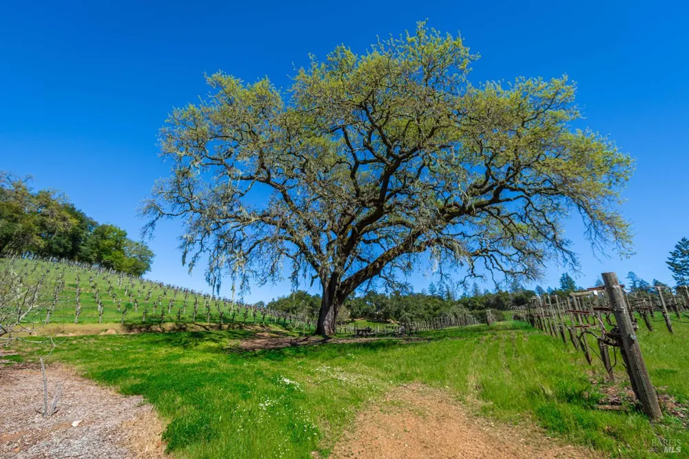 18345 Highway 128 Calistoga, CA 94515