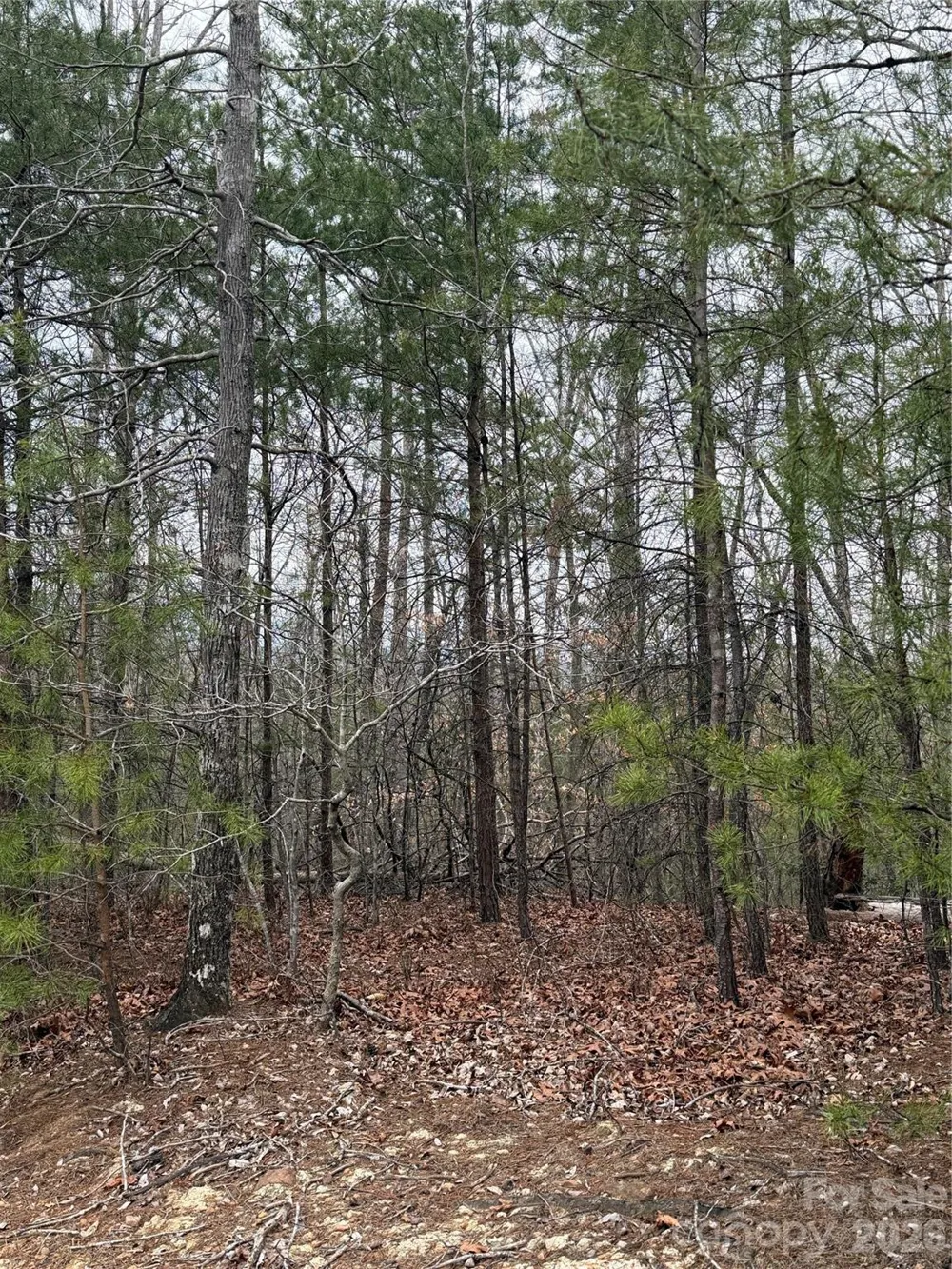 0 Shady Bark Lane #40 Rutherfordton, NC 28139