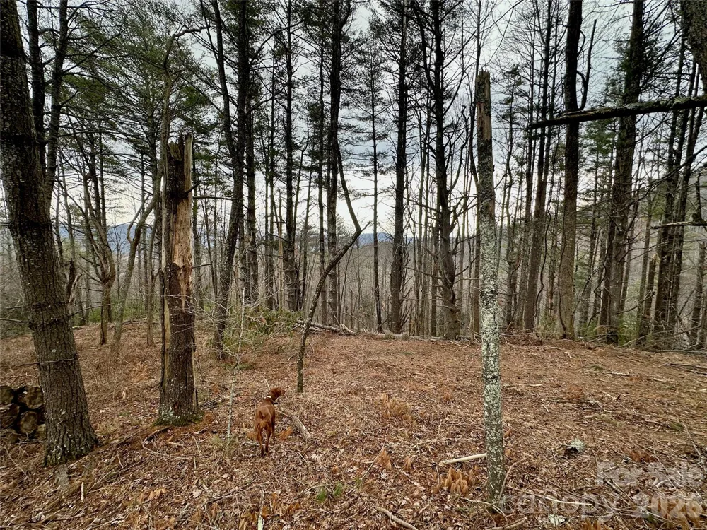TBD mantera Ridge Sugar Grove, NC 28679