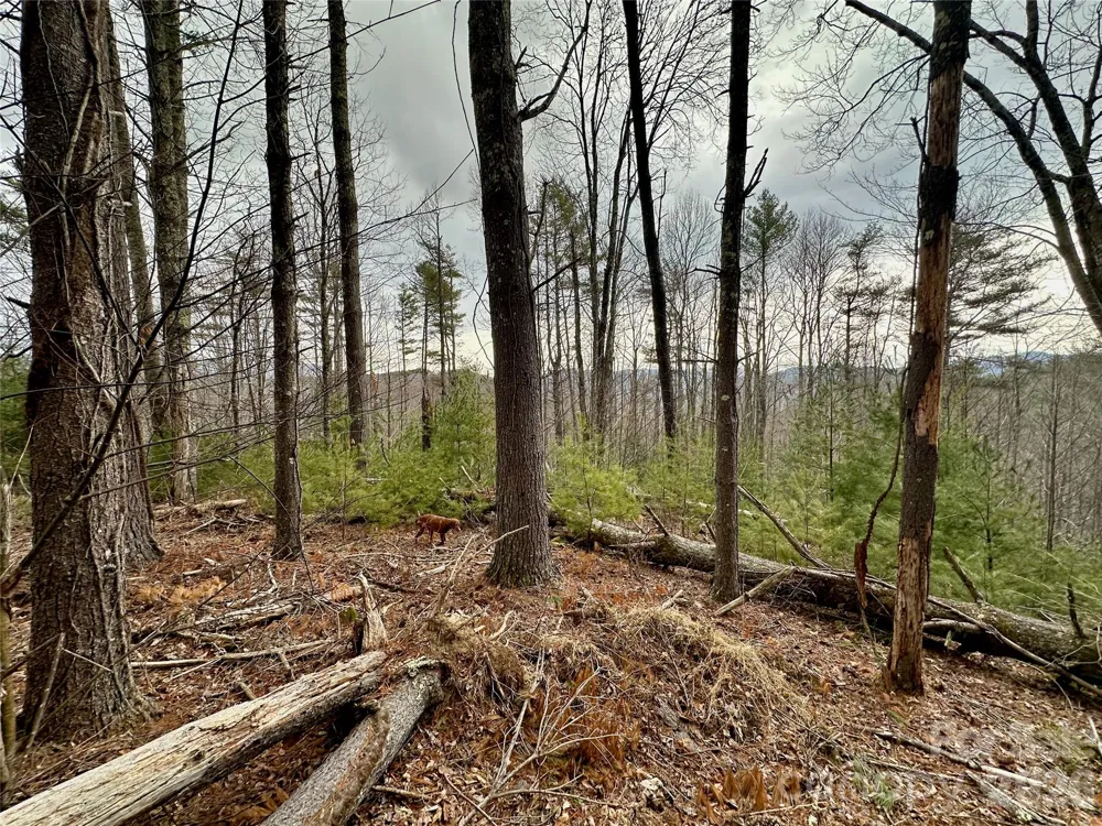 TBD mantera Ridge Sugar Grove, NC 28679