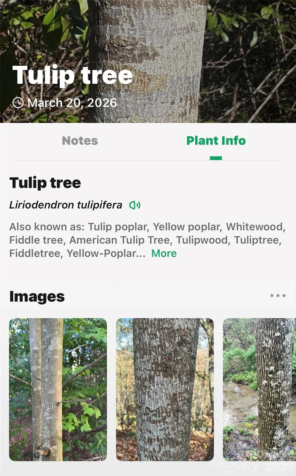 TBD Red Bird Road Spruce Pine, NC 28777