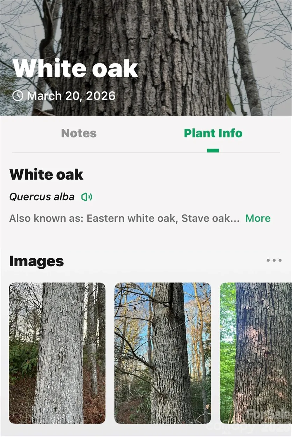 TBD Red Bird Road Spruce Pine, NC 28777