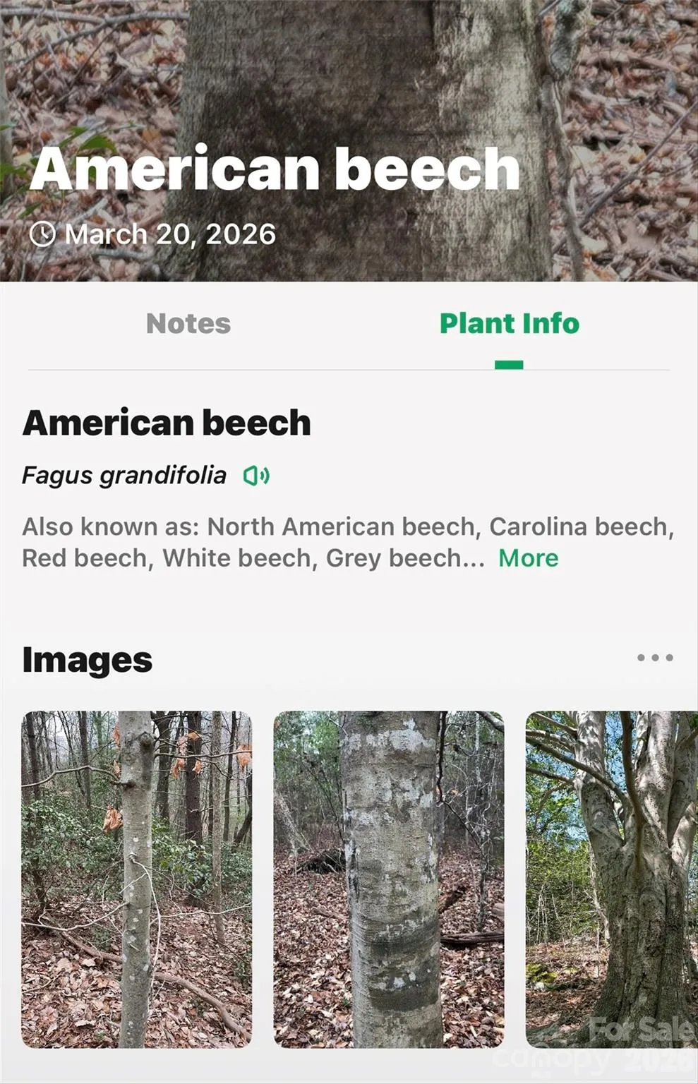 TBD Red Bird Road Spruce Pine, NC 28777