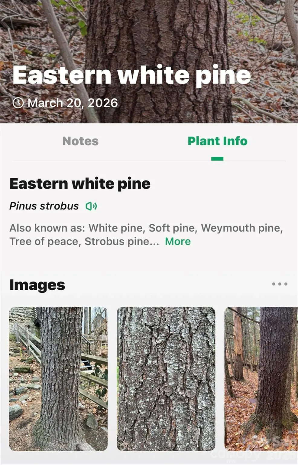 TBD Red Bird Road Spruce Pine, NC 28777