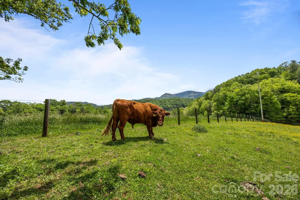 411 Big Sandy Mush Road Leicester, NC 28748