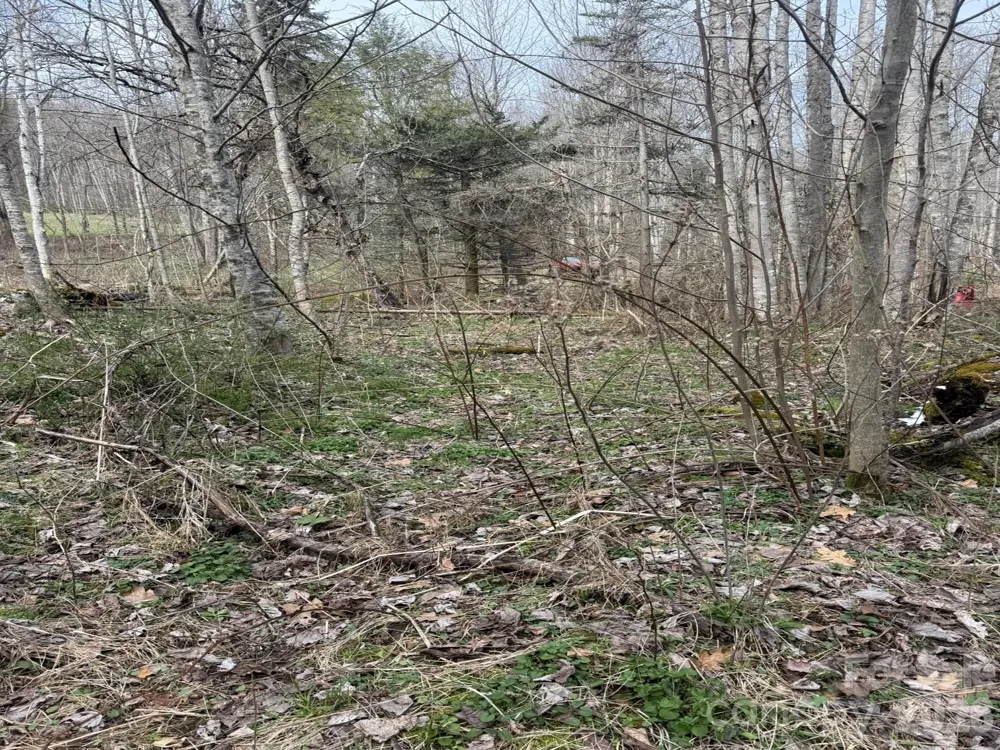 TBD 1.2 Acres Jass Cove Road Marshall, NC 28753
