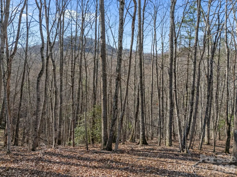 9999 Hidden Cove Road Leicester, NC 28748