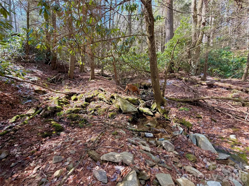 TBD George Hayes Road #Tract C Boone, NC 28607