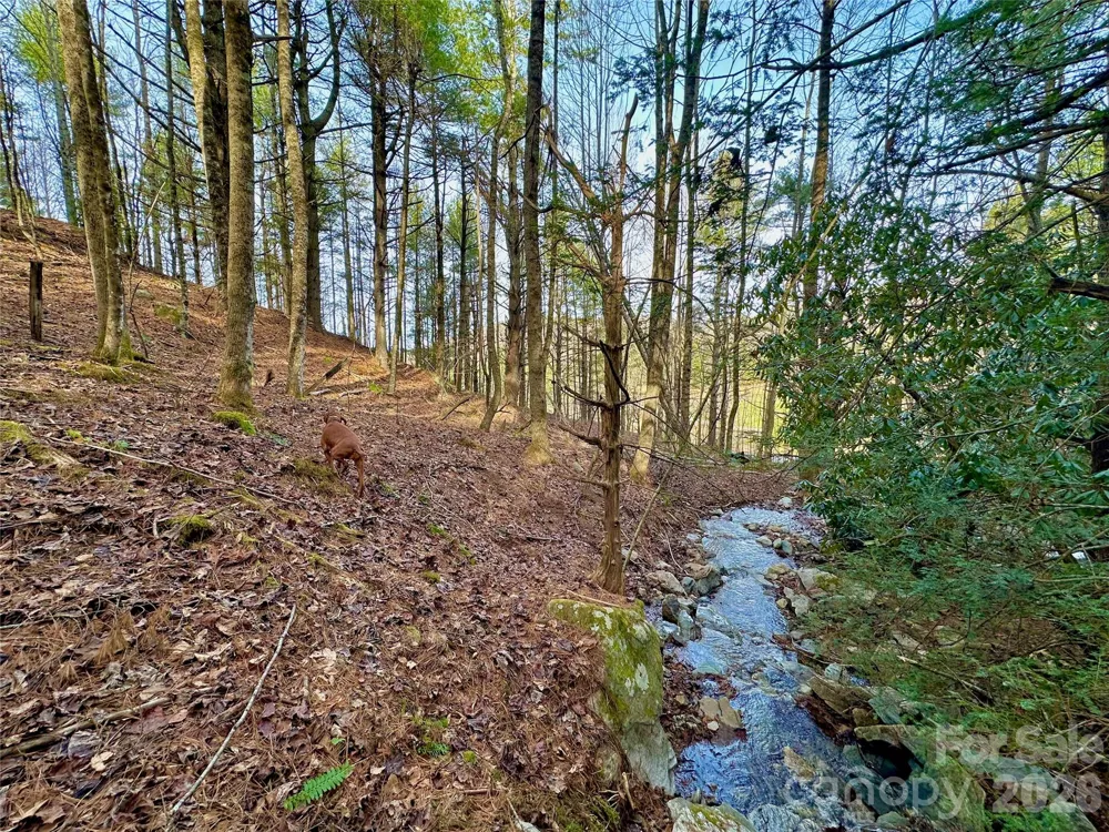 TBD George Hayes Road #Tract C Boone, NC 28607