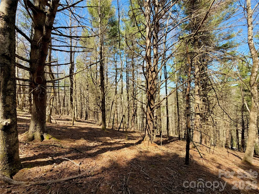 TBD George Hayes Road #Tract B Boone, NC 28607