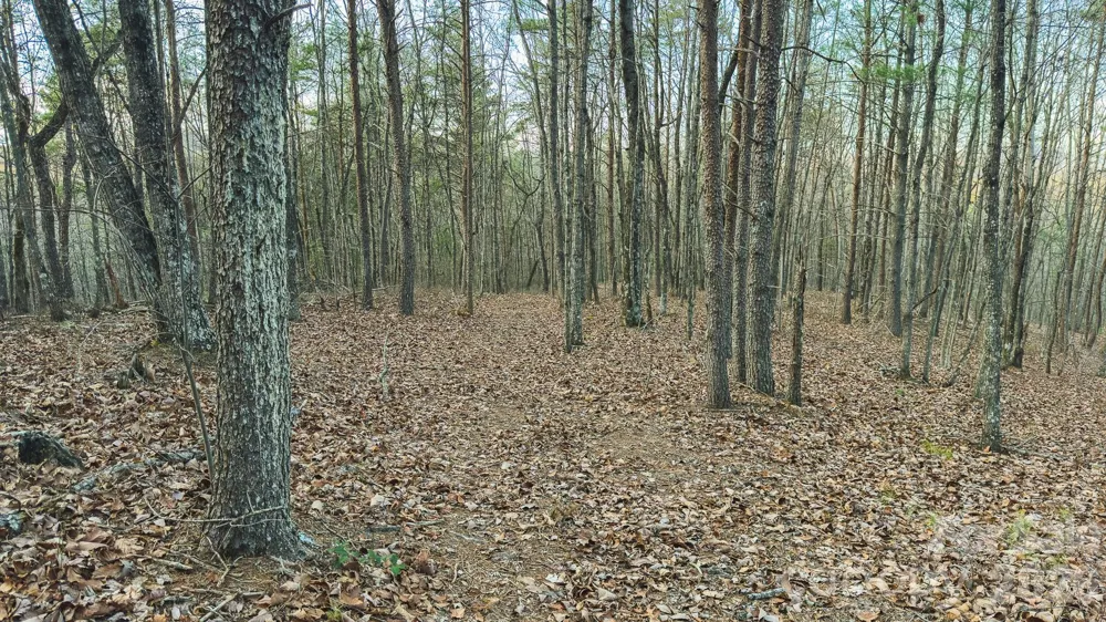 Tract 4 All Healing Springs Road #1 Taylorsville, NC 28681