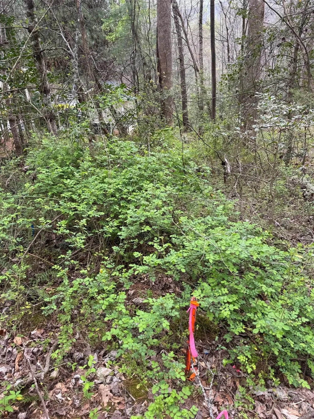 315 River Road Sylva, NC 28779