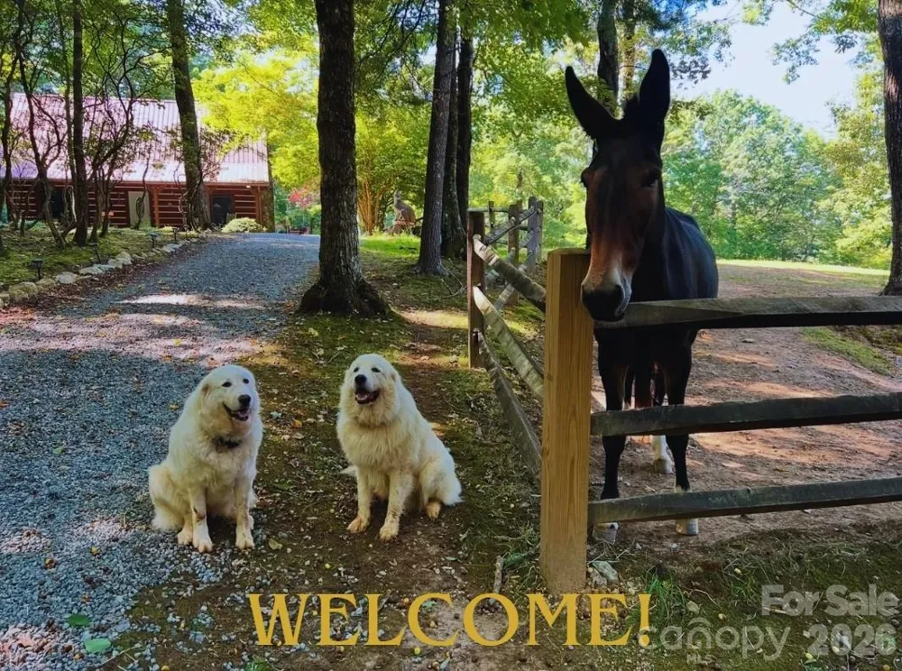 130 Hawkbill Road #+Barn+Apartment Ferguson, NC 28624