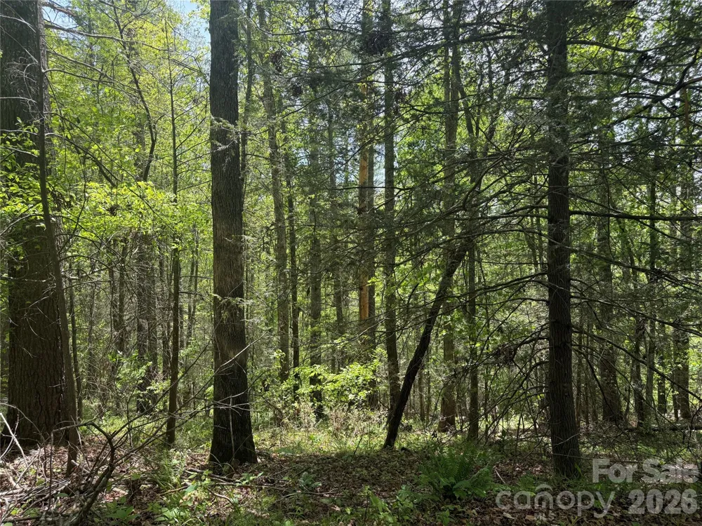 242 area Radford Road #3 Mars Hill, NC 28754