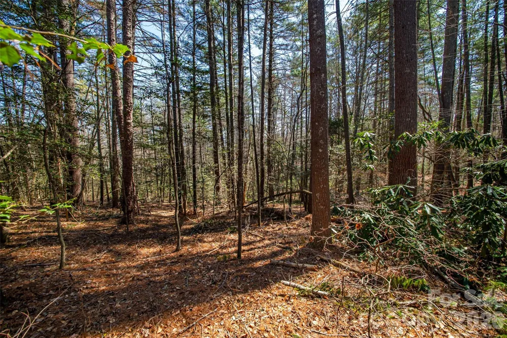 000 Camptown Road Brevard, NC 28712