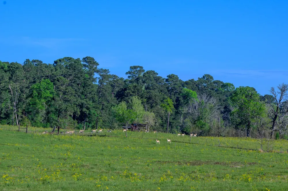 870 Fm 3188 Trinity, TX 75862