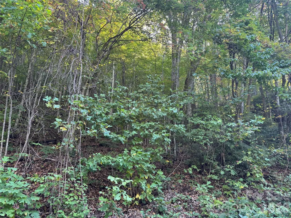 TBD Red Oak Forest Road Fairview, NC 28730