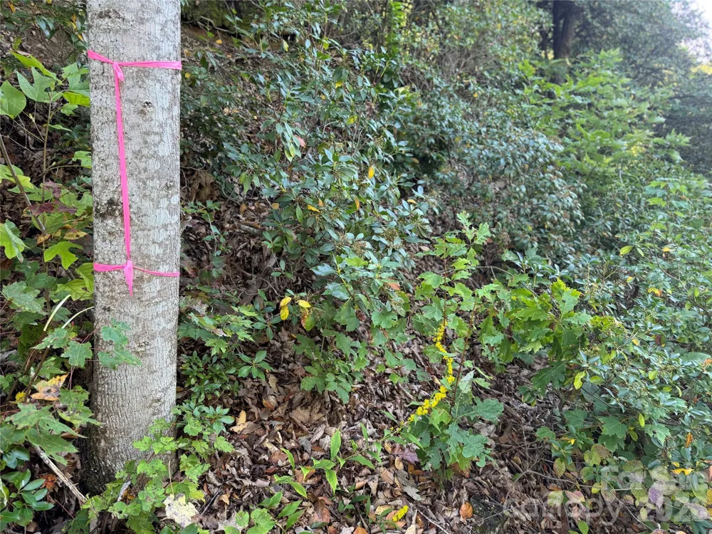 TBD Red Oak Forest Road Fairview, NC 28730
