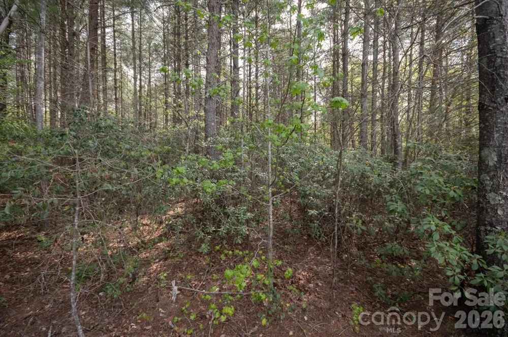 103 Big Tree Way Nebo, NC 28761