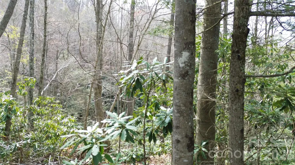 0000 Woodlake Loop Road Elk Park, NC 28622