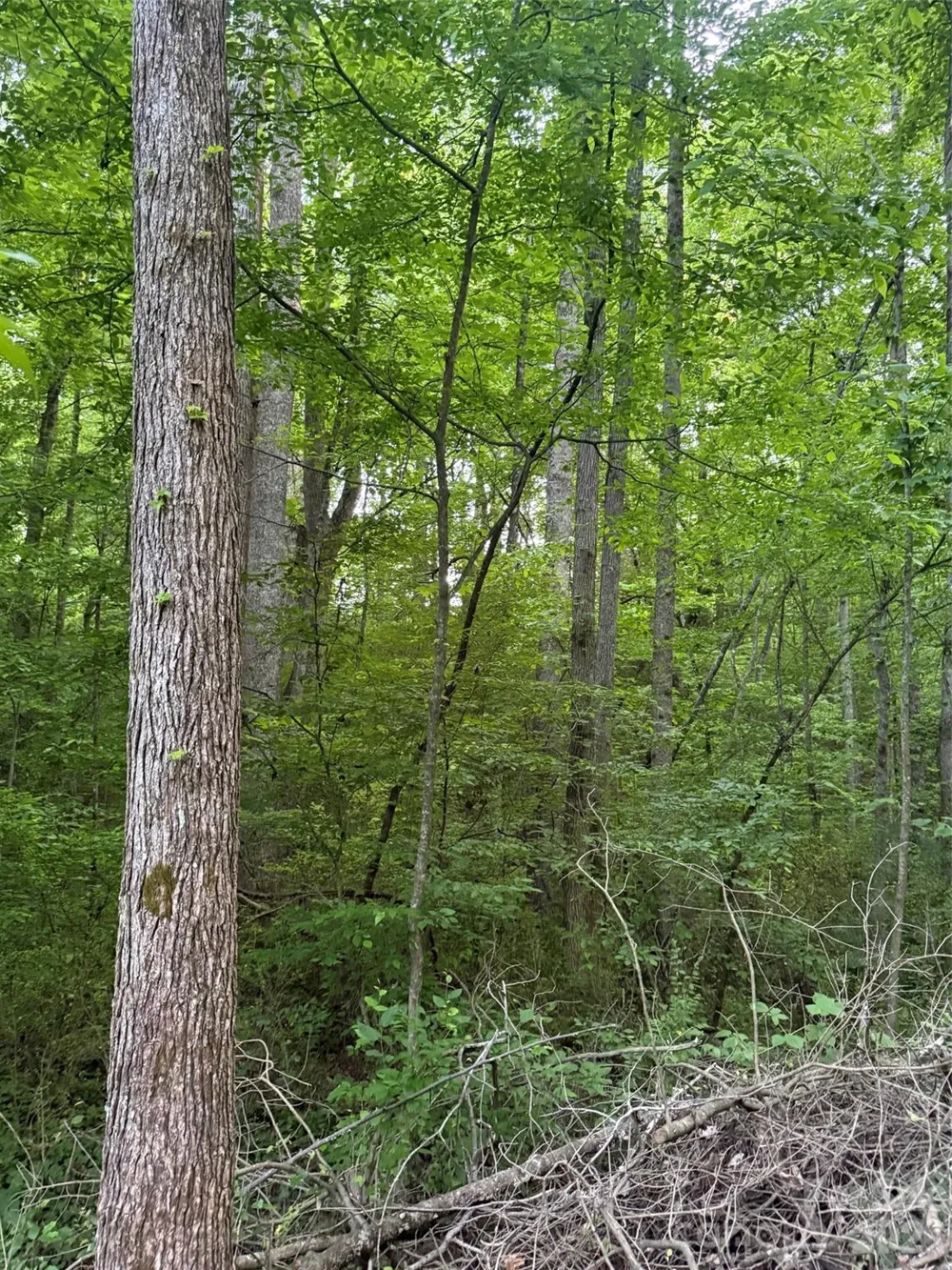 00 Winterhaven Road Road #4 Taylorsville, NC 28681