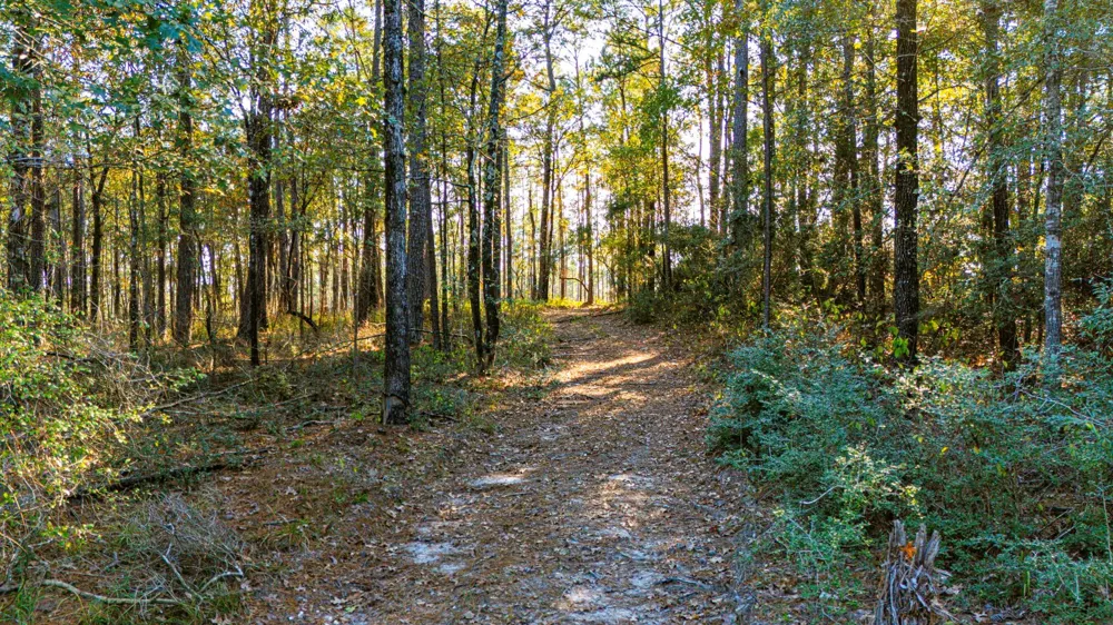 313 King Ranch Road South Onalaska, TX 77360