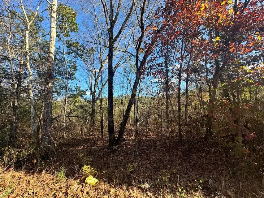 Mt Carmel Road Decatur, TN 37322