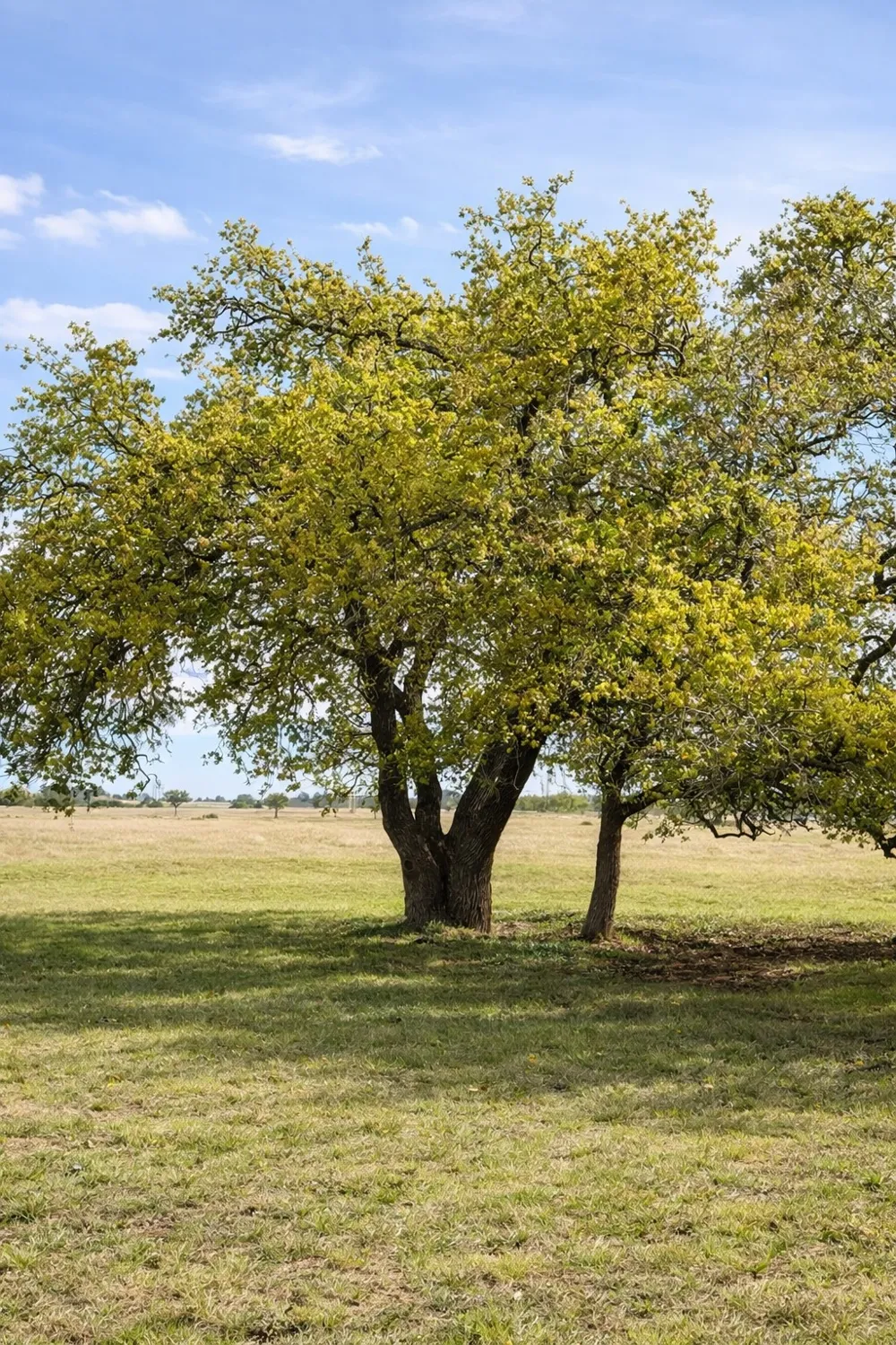 42 Reeh Road Fredericksburg, TX 78631