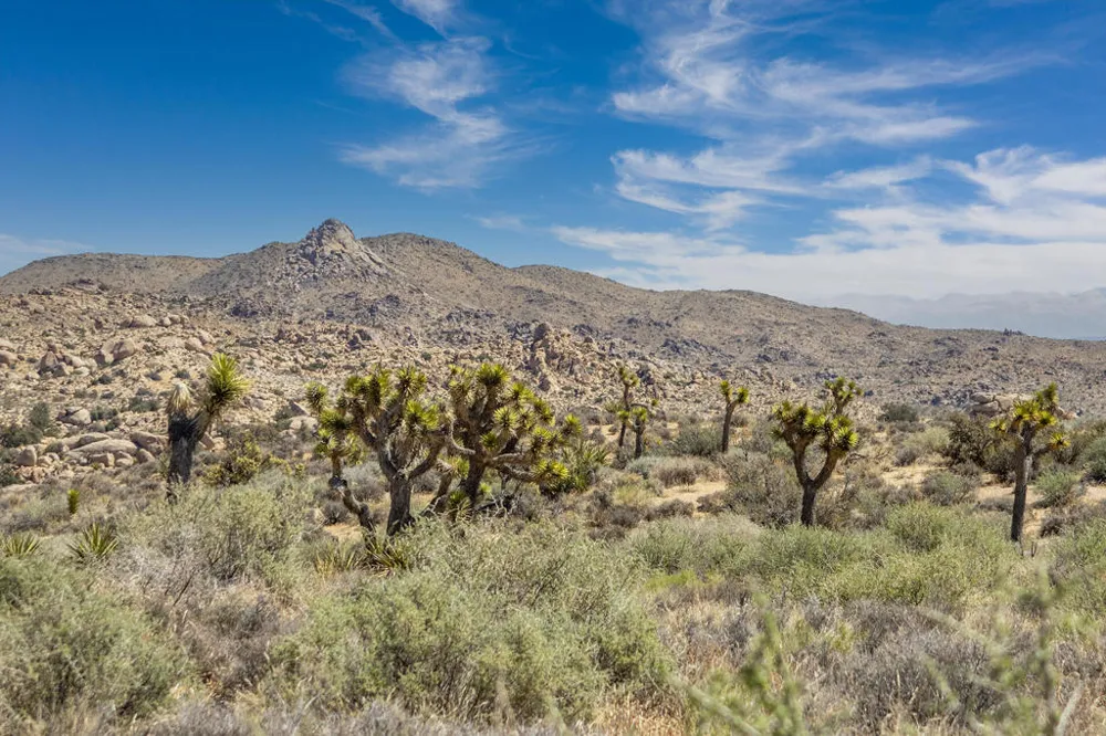 101 Hondo Street Pioneertown, CA 92268
