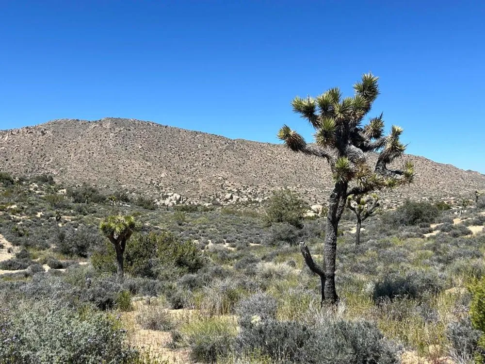 101 Hondo Street Pioneertown, CA 92268