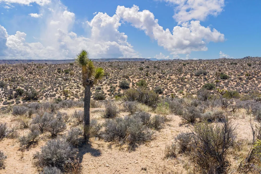 101 Hondo Street Pioneertown, CA 92268