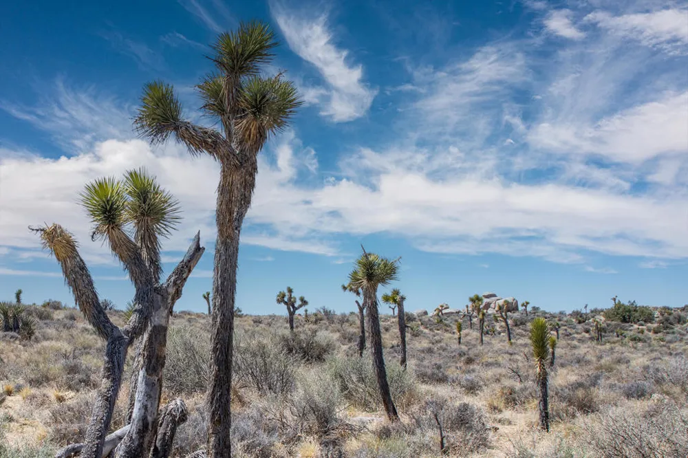 101 Hondo Street Pioneertown, CA 92268